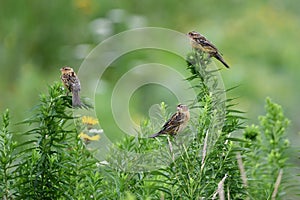 Three Grasshopper sparrows sits perched in a meadow