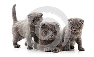 Three gray cats