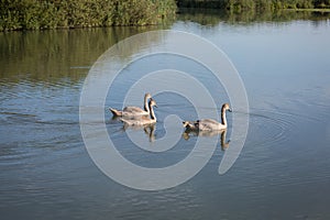 Three Gray Ducks swimming in the River