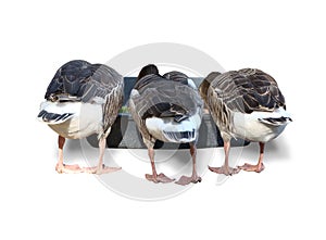 Three gray gooses at the feeding trough with food isolated on a white background. Rear view of geese