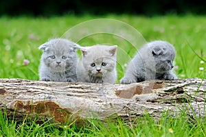 Three gray kitten on tree