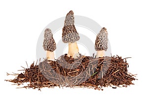 Three gray morel mushrooms and substrate isolated on white