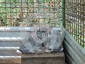 Three gray rabbits sitting in a cage