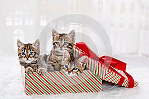 Three gray striped kittens Funny looking out of a box with a red gift ribbon.