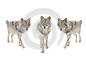 Three gray wolf isolated on a white