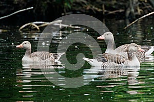 Three graylag goose swimming on a lake in late afternoon captured on a sunny day