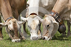 Three grazing brown swiss cattles