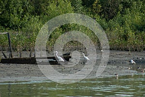 Three Great Egret Ardea alba also known as the common egret, large egret, or great white egret or great white heron is a large b