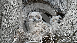 Three Great Horned Owlets sitting in a Tree Nest