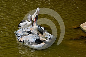 Three Great White Pelicans standing on rock in lake