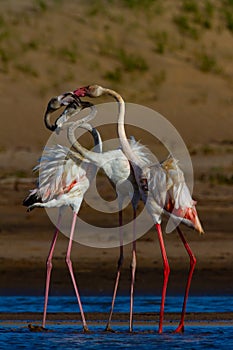 Three Greater Flamingos with entwined necks .