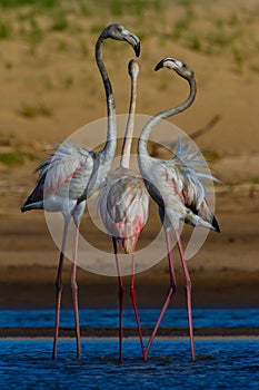 Three Greater Flamingos interacting .