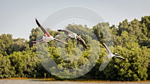 Three Greater Flamingos (Phoenicopterus roseus) flying over mangrove forest.