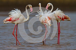 Three Greater Flamingos with their feathers ruffled .