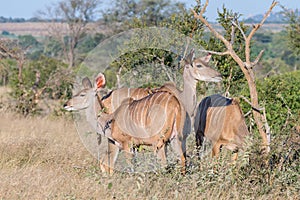 Three greater kudu cows and a red-billed oxpecker