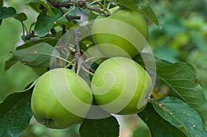 Three green apples.