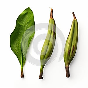 Three Green Banana Leaves - Warmcore Style Commercial Imagery photo
