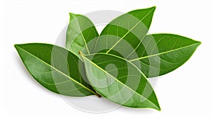 Three Green Bay Leaves on White Background