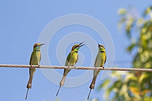 Three Green Bee eater birds perching on steel cable against blue