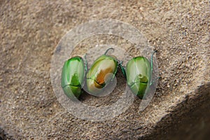 Three green beetles on a brown rock background