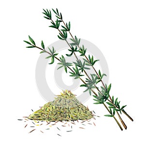 Three green branches and dry spice of thyme. Thyme set   isolated on white background.  Watercolor illustration