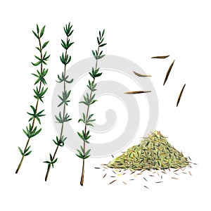 Three green branches and dry spice of thyme. Thyme set  isolated on white background.  Watercolor illustration