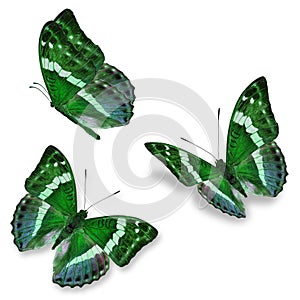 Three green butterfly