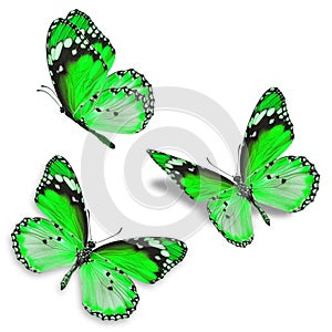 Three green butterfly