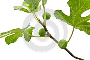 Three green figs hanging froam the branch of the tree isolated on white background