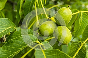 Three green fruits walnut