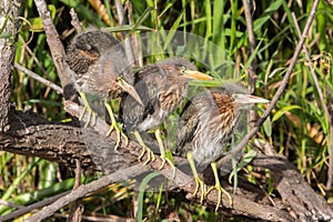 Three green heron chicks on a row Butorides virescens, Everglades National Park, Florida