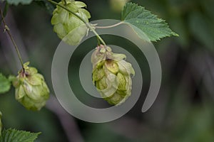 Three green hop fruits with green leaves