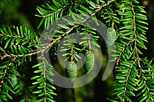 Three green immature cones and short shiny needles on coniferous Eastern Hemlock tree, also called eastern hemlock-spruce