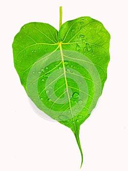 Three Green leaf isolated on white background (Pho leaf, bo leaf,bothi leaf)