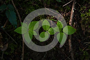 Three green leaved plants in a row in moss and dirt with fallen branches