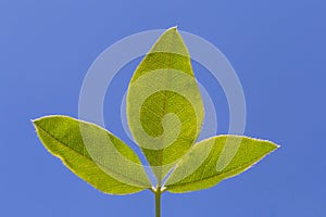 Three green leaves against blue sky