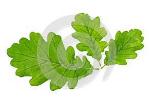 Three green leaves of common oak on a white background