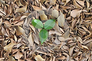 Three green leaves over dry leaves
