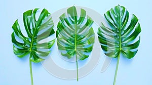 Three green leaves are shown on a blue background, AI