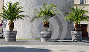 Three palms in similar wooden tubs in Gorlitz Germany