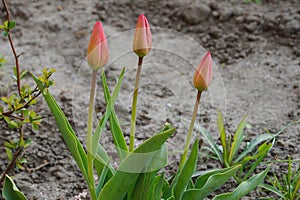 Three green red tulips growing in gray ground