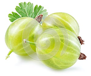 Three green ripe gooseberries with leves on white background. Close-up photo