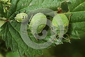 Three green stink bugs on a leaf in summertime