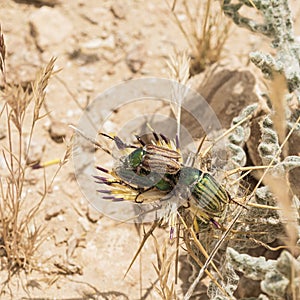 Three Green Striped Scarab Beetle on a Thistle Flower