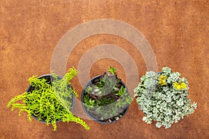 Three green succulent plants on brown leather background