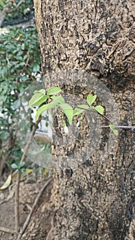 Three green texture leafs