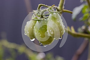 Three green tomatoes are covered with raindrops