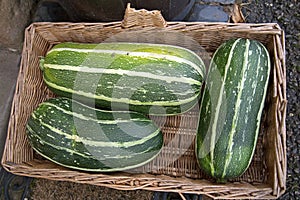 Three green vegetable marrows in a basket