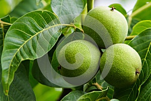 Three green walnuts on a branch