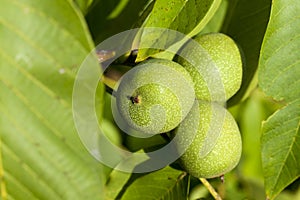 three green walnuts